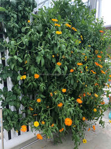 Système de culture de <span class=keywords><strong>tour</strong></span> ZIP verticale hydroponique Lyine Système de culture hydroponique de tuyaux en <span class=keywords><strong>PVC</strong></span> Équipement agricole Jardin hydroponique vertical - Product Image 4