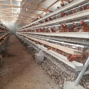 Jaula para Gallinas Ponedoras de 5000 Aves, Diseño Automático para Granjas Avícolas en África, <span class=keywords><strong>Precio</strong></span> de Fábrica - Product Image 3