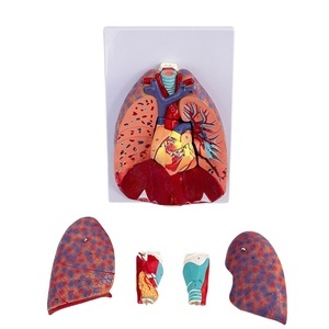 Modèle d'anatomie du système respiratoire-Structure du larynx, des poumons et du cœur avec indicateurs étiquetés pour l'enseignement médical et l'étude <span class=keywords><strong>clinique</strong></span> - Product Image 5