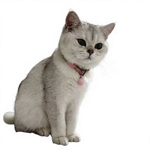 <span class=keywords><strong>Collar</strong></span> para Mascotas 2026, Precio de Fábrica, Anti-Ahogo, Ajustable, Alta Elasticidad, <span class=keywords><strong>Collar</strong></span> para Gatos, Accesorios para Perros, Suministros para Mascotas al por Mayor - Product Image 1