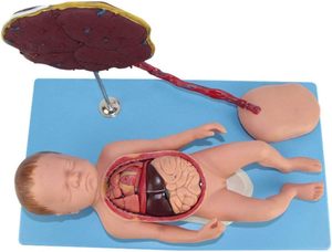 Placental tali Umbilical dan janin terlampir Model Viscera Neonatal anatomi bayi baru lahir tali plasenta umbilikal Model - Product Image 5