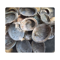 Coquilles d'ormeau de qualité fiable pour la production de gros volumes de petits objets décoratifs et l'amélioration des arrangements Feng Shui.