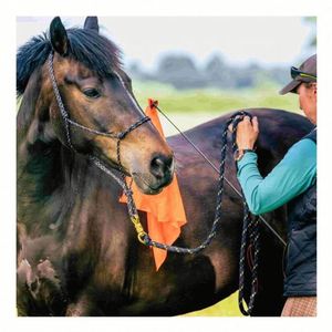 2024 Custom Logo Training Horse Guide Flag Vivid Color Pennant Retractable Fiberglass Telescope <b>Pole</b> <b>Hook</b> Lunge New Nylon - Product Image 3