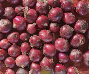 Oignon rouge frais nouvelle récolte, <span class=keywords><strong>prix</strong></span> usine, <span class=keywords><strong>échalote</strong></span> fraîche 3cm à 5cm - Product Image 2