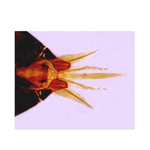 50 microscope animal préparé jeu de lames pièces de bouche d'abeille wm lame de microscope <span class=keywords><strong>conjugaison</strong></span> de paramécie lames préparées - Product Image 1