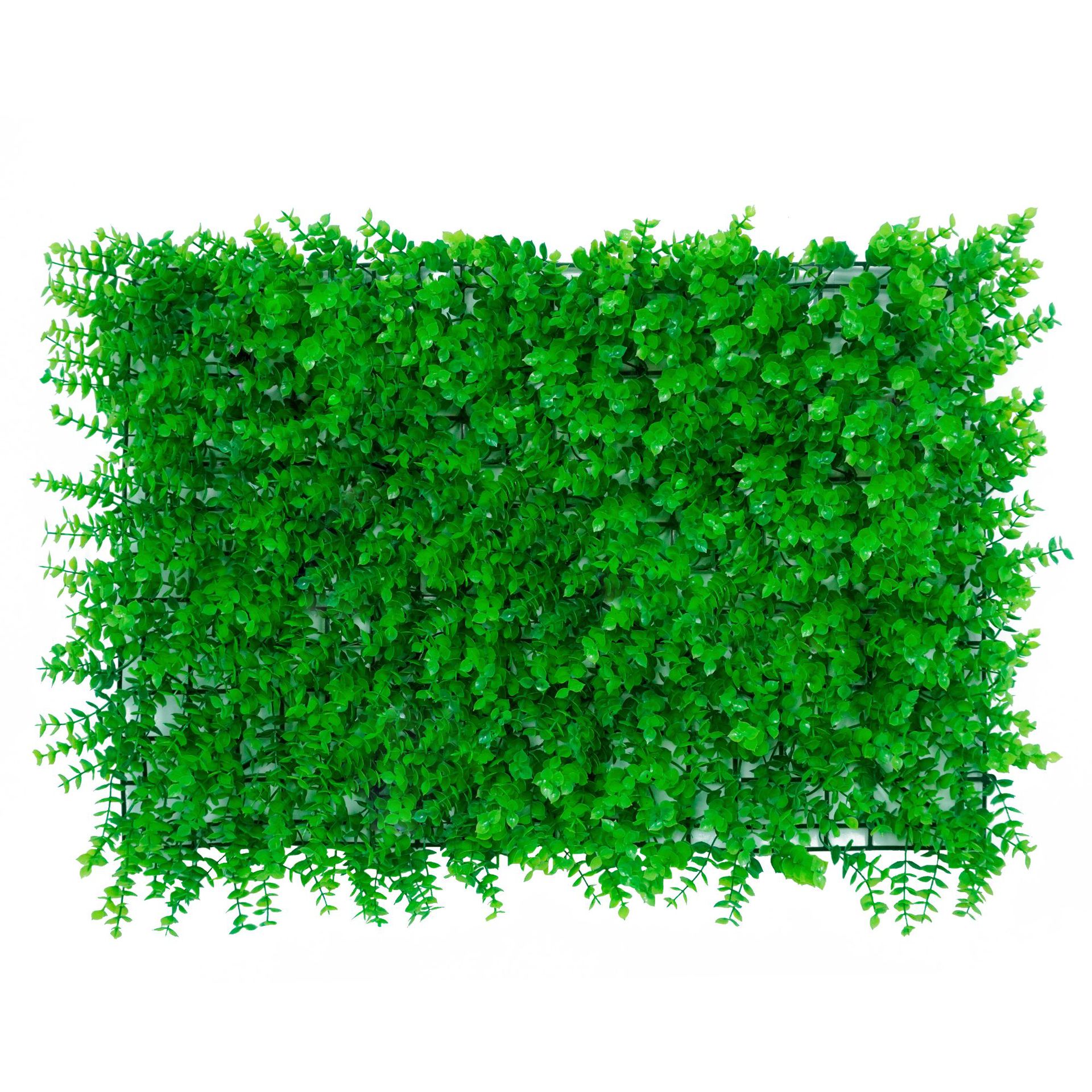 Eucalyptus (Standard) 247