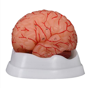 ADA Science médicale Nouveau modèle de coeur Jumbo de style et cerveau avec artères 9 pièces pour outil d'enseignement médical de démonstration de maladie - Product Image 5