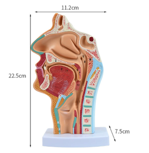 Modèle anatomique de l'enseignement de la médecine, modèle pathologique de l'enseignement du nez, de la bouche et de la gorge humains - Product Image 1