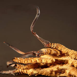 Seluruh tanaman <span class=keywords><strong>Cordyceps</strong></span> Sinensis ekstrak <span class=keywords><strong>Tibet</strong></span> Norland <span class=keywords><strong>Cordyceps</strong></span> Cultivo <span class=keywords><strong>Cordyceps</strong></span> - Product Image 4