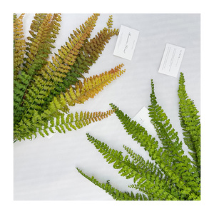 ใบ<span class=keywords><strong>เฟิร์น</strong></span>เปอร์เซียสีทอง 14 ใบ ใบไม้สีเขียวจำลองคุณภาพสูง พวงไวน์ไอวี่ประดิษฐ์สำหรับตกแต่งดอกไม้งานแต่งงาน ลายพืช - Product Image 1