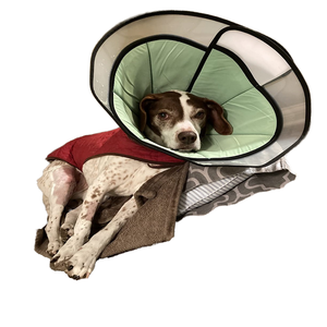 <span class=keywords><strong>Collar</strong></span> Isabelino Ajustable para Mascotas, de Nailon Suave y Duradero, para Gatos y Perros, Material Cómodo para la Recuperación - Product Image 3