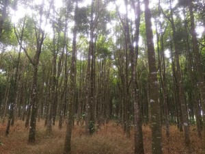 Vietnam <b>Oud</b> Wood Wholesale Natural Wood Agarwood Chips High Quality Wood Fragrance Chips Agarwood - Product Image 5