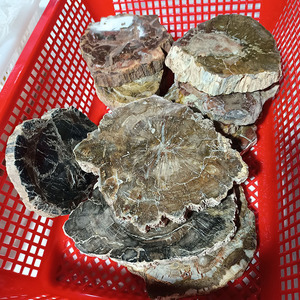 شرائح خشب متحجر طبيعي، أحجار كريمة للريكي، فوسيل خشبي بأحجام غير منتظمة للشفاء والجمع - Product Image 5