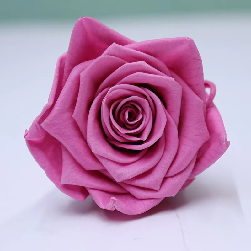 Rose violet