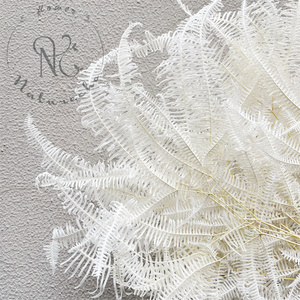 Fiori secchi naturali all'ingrosso piante reali <span class=keywords><strong>angelo</strong></span> eterno felce foglie di felce conservate per la decorazione domestica decorazione di nozze - Product Image 5