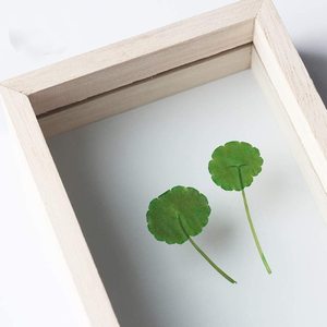 High Quality 4x6 5x7 Wood Photo Frame Insect Plant Picture Frame Hall Home Decoration Floating Glass Acrylic Box Picture Frame