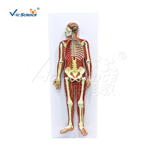 Modèle de simulation en PVC du système nerveux humain, modèle <span class=keywords><strong>3D</strong></span> de l'anatomie du corps entier, équipement de laboratoire, ressource pédagogique médicale - Product Image 2