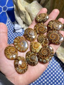 Cabochons d'ammonites, pierres précieuses de formes variées pour la fabrication de bijoux, prix en gros - Product Image 4