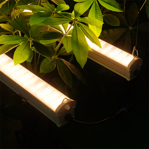 Lámpara LED de Cultivo para Invernadero Comercial, Impermeable IP65, 120w 150w 240w, Lm301h EVO, Regulable, para Uso Bajo el Techo - Product Image 5