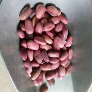 <span class=keywords><strong>Haricots</strong></span> rouges séchés naturels de haute qualité Dao Dou pour le thé - Product Image 5