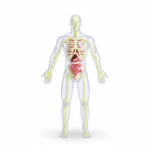Modè<span class=keywords><strong>le</strong></span> anatomique du <span class=keywords><strong>corps</strong></span> <span class=keywords><strong>humain</strong></span> <span class=keywords><strong>en</strong></span> polyuréthane détachable et assemblable, 32 cm, jouet éducatif musculo-squelettique pour enfants, biomédical <span class=keywords><strong>3D</strong></span> - Product Image 1
