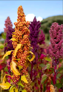 Poudre de protéines d'extrait de <span class=keywords><strong>quinoa</strong></span> naturel pur, poudre de protéines de <span class=keywords><strong>quinoa</strong></span>, 80% de protéines, protéines de <span class=keywords><strong>quinoa</strong></span> hydrolysées, en vente chaude - Product Image 3