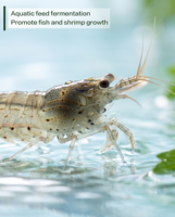 Probiotiques thermo-résistants Clostridium Butyricum : Améliorent la croissance et réparent les dommages intestinaux chez la volaille