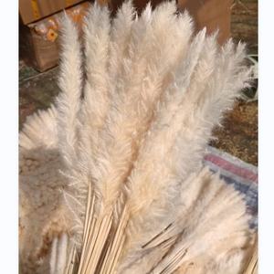 O-033 Pampas Secas Blancas Pequeñas Personalizadas, Populares, Esponjosas, Naturales y Silvestres - Product Image 3