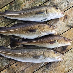 Bacalao Antártico congelado Pescado entero Captura salvaje IQF Carne blanca de mar profundo Piel de pescado en marisco limpio Bloque de almacenamiento en frío - Product Image 1