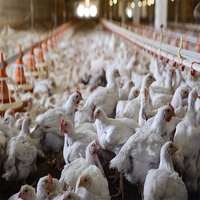 Système de Ligne d'Alimentation Automatique pour Poulets de Haute Qualité, Équipement Complet pour l'Élevage Avicole