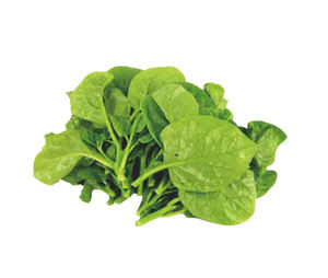 Лучшая цена, экстракт малабарского шпината, порошок экстракта 10:1 малабарского шпината - Product Image 2