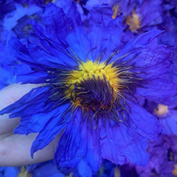 Fleur de lotus bleu séchée en gros, matière première Nymphaea Caerulea pour tisane, qualité alimentaire, en vrac, Lan Lian Hua naturel