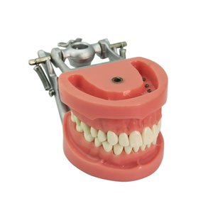 Modelo de dientes simulados estándar Modelo de entrenamiento de estudio dental 32 piezas Dientes extraíbles - Product Image 2