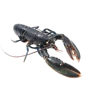 Excellent Quality Fresh Live Lobster | Wholesale Live Canadian Lobsters | Live Boston Lobsters - Seafood Products