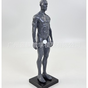Modelo de Figura Humana Artística Femenina de 30 cm: Anatomía Musculoesquelética, Estructura Humana, Modelado Artístico, Pintura CG, Enseñanza de Escultura - Product Image 3