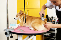 Station de toilettage ronde moderne pour animaux de compagnie, design élégant avec poteau en acier inoxydable pour le toilettage et les soins de base