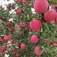 Verse Chinese Gala Appels/Rode Appels/Fuji Appels Graad Eén Shandong Herkomst Koude Opslag 18kg Prijs