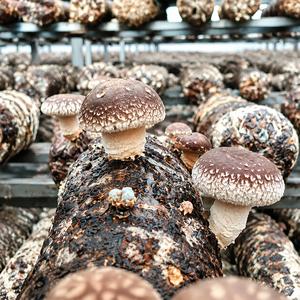 Bac de culture pour champignons entièrement scellé et isolé avec système d'humidification manuel et échange d'air passif - Product Image 3
