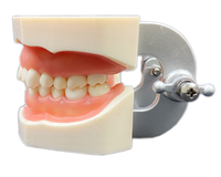 Modèle d'enseignement dentaire avancé pour la pratique de la dentisterie orale, implants dentaires amovibles, 28 dents avec gencives souples en résine CE/ISO