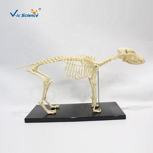 Hayvanlar öğretim köpek iskelet modeli yaşam boyutu iskelet hayvan iskelet modeli öğretim yardım köpek kemik kafatası modeli - Product Image 1