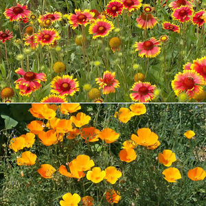 Confezioni <span class=keywords><strong>di</strong></span> <span class=keywords><strong>Semi</strong></span> <span class=keywords><strong>di</strong></span> Fiori Selvatici Misti per Climi Secchi, Resistenti alla Siccità, per Paesaggistica Commerciale e Giardini Domestici - Product Image 4