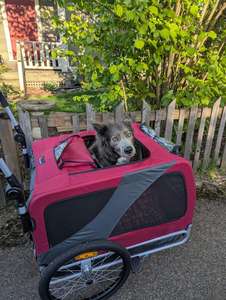 Remorque à vélo pour animaux de compagnie, poussette convertible pour chien, conversion facile, transporteur pour animaux de compagnie à double usage, chariot portable à fixer au vélo, cadre en fer, zinc - Product Image 5