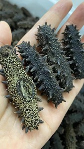 Cetrioli <span class=keywords><strong>di</strong></span> <span class=keywords><strong>Mare</strong></span> Essiccati Liaoshen <span class=keywords><strong>di</strong></span> Dalian, Leggermente Essiccati e Nutrienti, Confezione da 50g, Scatola Regalo - Product Image 6