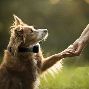 Entraîneur télécommandé, rechargeable, étanche, dispositif anti-aboiement et anti-aboiement pour chien de compagnie, commande en un clic - Product Image 1