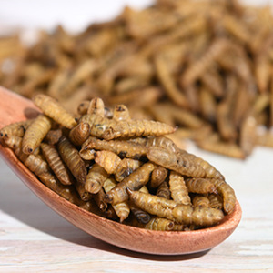 Larvas de moscas de soldado negro secas en microondas para alimentos para mascotas de aves de alta proteína <span class=keywords><strong>BSF</strong></span> - Product Image 6