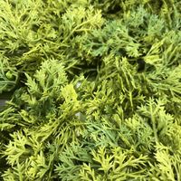 Tuiles murales en fausse verdure personnalisées en gros Tmy, plantes artificielles denses pour écran d'intimité et décoration de jardin