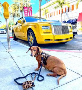 Elegante Arnés Personalizado para Perros Pequeños, Hecho a Mano con Remaches de Nailon |   Regalo de Alta Calidad para Cachorros, Niños y Niñas, con Rayas - Product Image 5