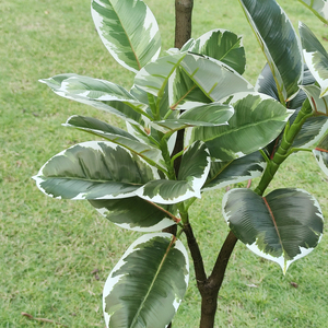 ต้นยางพาราปลอมขนาดใหญ่ 150 ซม. ต้นไทรยางพาราเทียม PVC สำหรับตกแต่งภายในบ้าน สำนักงาน โรงแรม - Product Image 4