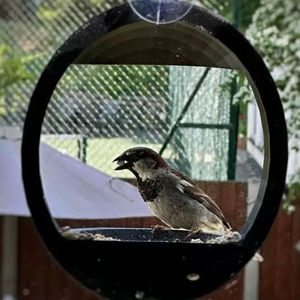 ที่ให้อาหารนกแบบติดหน้าต่าง วัสดุพลาสติกแข็งแรงทนทาน รูปทรงวงกลม สำหรับนกทุกชนิด - Product Image 1