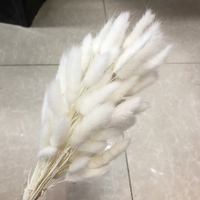 Bunga Asli Eropa Bunny Tail Flower Bouquet Kering Alami untuk Pesta, Harga dan Kualitas Menarik, 50-60 cm, 10 Tangkai